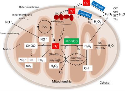 Manganese Superoxide Dismutase Dysfunction and the Pathogenesis of Kidney Disease